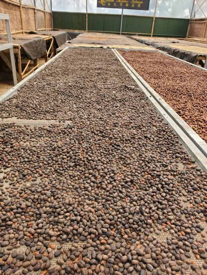 莊園咖啡乾燥區實拍，視角 4