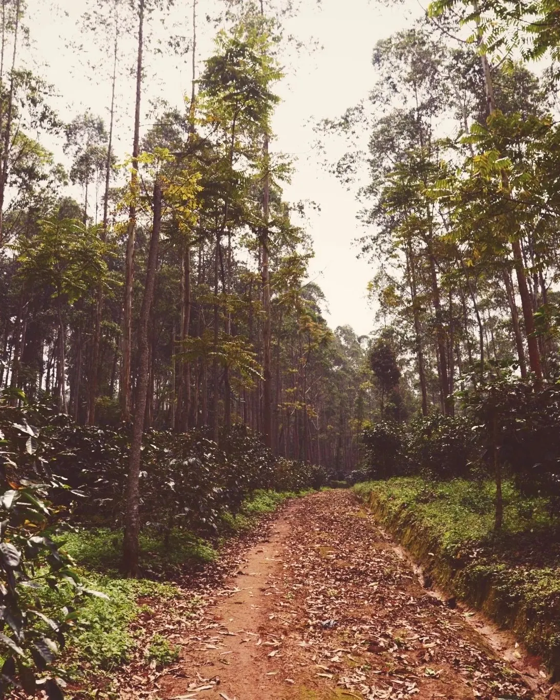 莊園林間小徑，兩旁為高大林木與咖啡植栽